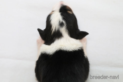 成約済の神奈川県のボーダーコリー-327376の2枚目